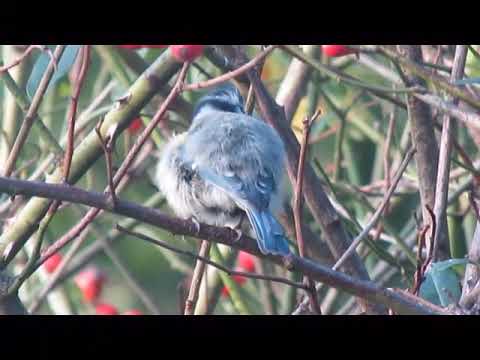 Видео: Обыкновенная лазоревка/Eurasian blue tit/Cyanistes caeruleus