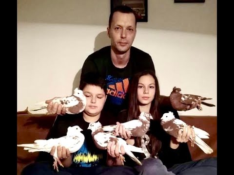 Видео: 30 лет разведения голубей. Секреты, о которых вы не знали — Часть первая. 🕊️🕊️🕊️