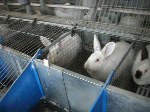 Видео: Обзор кроликофермы ЛПХ "Лакомка"
