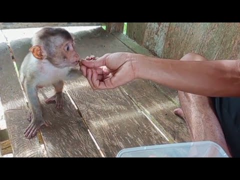 Видео: УДИВИТЕЛЬНЫЙ ДЖОНИ😍 НОВЫЙ ЗАКУСОК ОТ ДЖОНИ ПОСЛЕ ЗАВТРАКА😋🤗