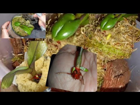 Видео: БЕЗ НАДЁЖНАЯ ОРХИДЕЯ ИЗ ГУБКИ С ОДНИМ ВЯЛЫМ ЛИСТИКОМ / ПЕРЕСАДКА В НОВЫЙ УЮТНЫЙ ДОМ