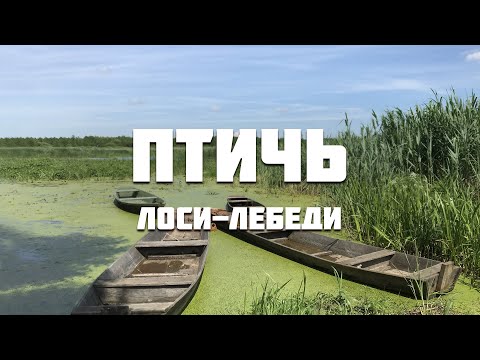 Видео: Птичь от истока до устья (ч. 6)