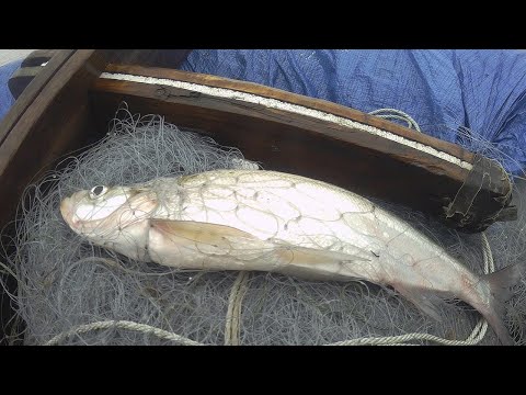 Видео: Рыбалка 2023, рыбалка на амуре сплавной сетью, Рыбалка на сети  по лицензии!