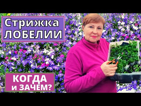 Видео: Хотите ПЫШНУЮ ЛОБЕЛИЮ? Тогда делаем стрижку каре