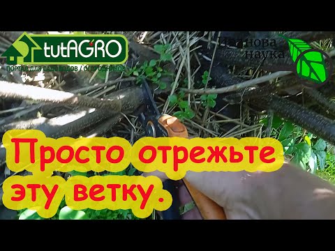 Видео: КРЫЖОВНИК и СМОРОДИНА БУДУТ КРУПНЫМИ и СЛАДКИМИ, если их обрезать ВОТ ТАК. Просто отрежьте лишнее!
