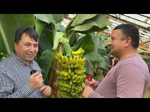 Видео: БАНАН ва ҚУЛУПНАЙ БИЗНЕСи Ўзбекистонда