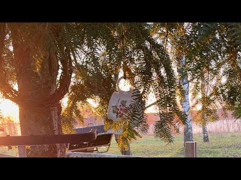 Видео: Будни отшельника  в прямом эфире!#кормушкадляптиц ☀️