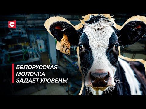 Видео: Здесь коровы показывают космический результат! | В Беларуси строят реально эффективные МТК