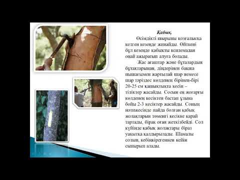 Видео: Дәрілік өсімдік шикізатты дайындау шаралары. Фармакогнозия пән оқытушысы: Купеева Г.А.