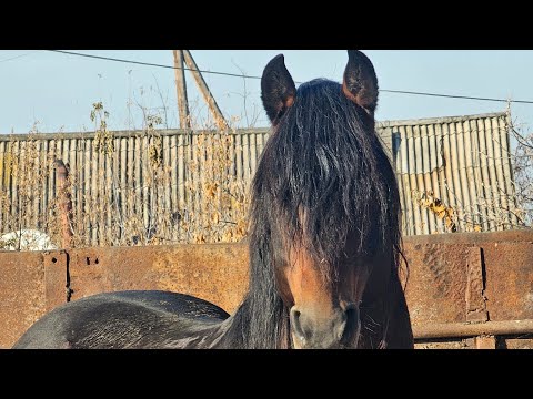 Видео: Табунное коневодство| Самый поздний жеребёнок| Таврация | Загадочный побег двух лошадей.