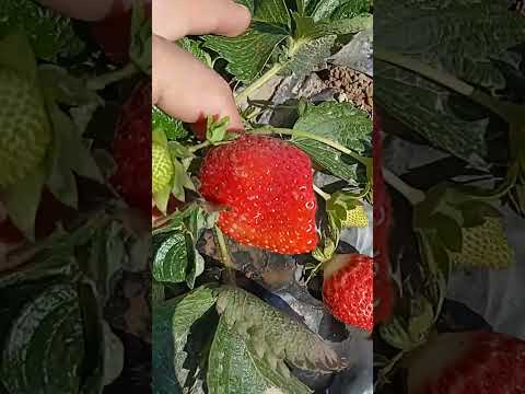 Видео: ( КЛЕРИ ) кузги хосил, очик далада.