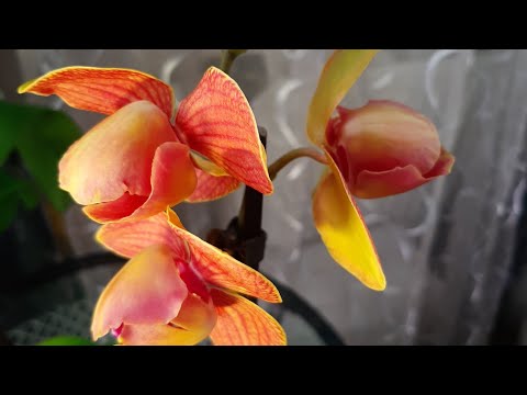 Видео: Остановиться невозможно...новинки от Зебо/много красоты.