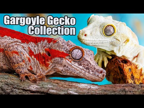 Видео: Коллекция гекконов-гаргулий TikisGeckos!