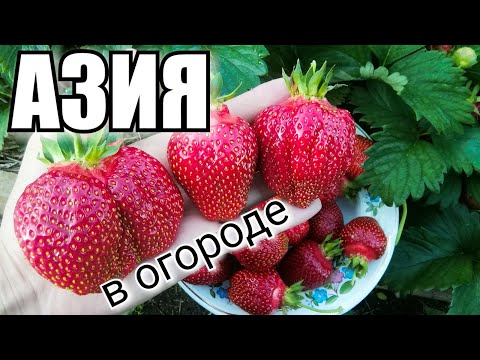 Видео: Земляника крупноплодная АЗИЯ /Обзор/ Отзыв/ #клубника #урожай #деревня #лето