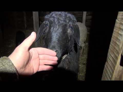 Видео: Седимин для овец.