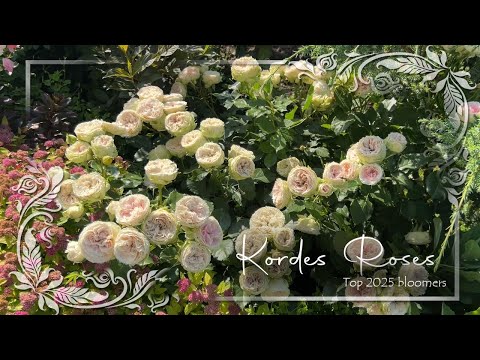 Видео: Kordes Roses: представляем лучшие сорта 2025 года! • Французские садовые розы