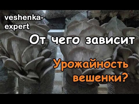 Видео: От чего зависит урожайность вешенки. Питательность субстрата. Факторы, влияющие на выход грибов.