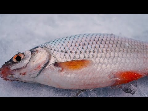 Видео: ПЛОТВА ЗИМОЙ НА МОРМЫШКУ! Ловля плотвы ,рыбалка на озере