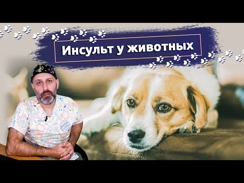 Видео: Инсульт у животных: Признаки инсульта у собак и кошек