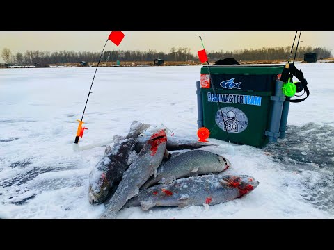 Видео: САМОПОДСЕКАЙКИ ЛОВЯТ ФОРЕЛЬ ВСЕГДА Первый ЛЕД 2023 24