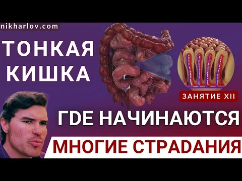 Видео: Тонкий кишечник. Слизистая оболочка тонкой кишки. Ворсинки, микроворсинки, кишечные ферменты Лактаза
