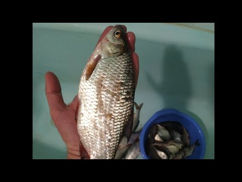 Видео: ЗОЛОТАЯ МОРМЫШКА НА ОКУНЯ И ПЛОТВУ!!!