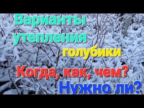 Видео: Варианты утепления голубики.