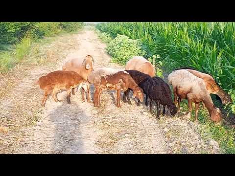 Видео: 1 сентября 2024 г.