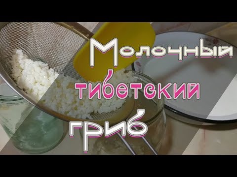 Видео: ✔Молочный тибетский гриб