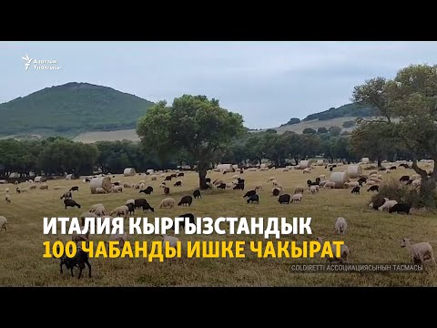 Видео: Италия кыргызстандык 100 чабанды ишке чакырат