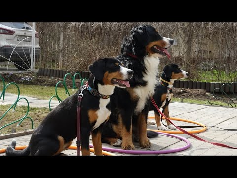 Видео: ДТ - 323. Работают зенненхунды: апенцеллер, энтлебухер, берн. Таблетки для послушания.
