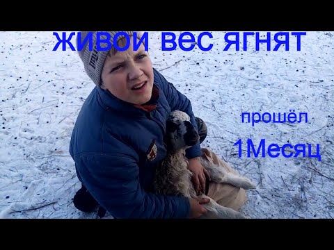 Видео: Живой вес  эдельбаевского ягнёнка \ бараны /Жизнь в деревне