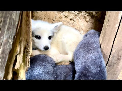 Видео: Бедный маленький лисёнок 🦊, брошенный матерью, спрятался в пещере, дрожа и боясь выйти.