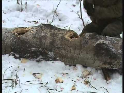 Видео: Охота на куницу с лайками.