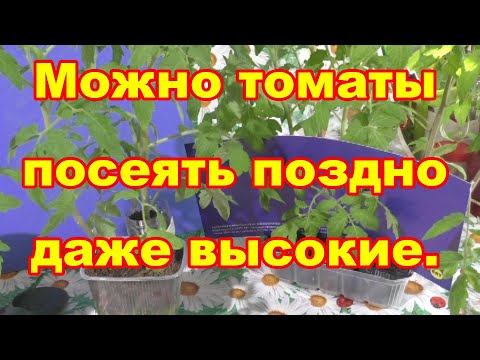 Видео: Томаты можно посеять поздно и получить урожай рано