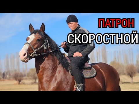 Видео: ТЕЗ ПАТРОН 