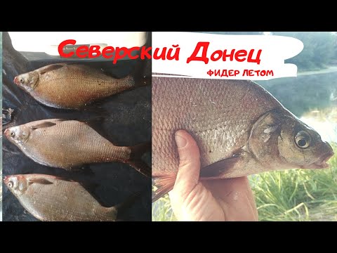 Видео: Фидер на реке Северский Донец. РЫБАЛКА НА ФИДЕР ЛЕТОМ НА РЕКЕ