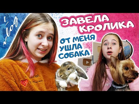 Видео: УСТАЛА от ШКОЛЫ. СОБАКА против  КРОЛИКА. Джессика меня бросила. DiLi Play Vlog