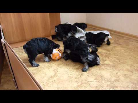 Видео: щенки цвергшнауцера. Беспрерывное движение.