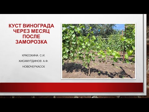 Видео: Куст винограда через месяц после заморозка@Krasokhina