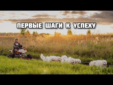 Видео: Первые тренировки. Ездовой спорт. Упряжка самоедских собак.