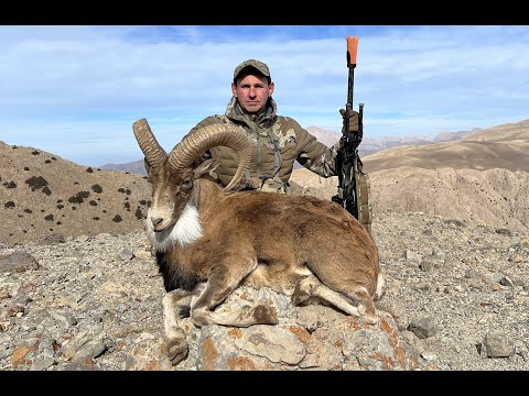 Видео: Red Sheep Hunting in Iran 2023. - Охота на Красного барана в Иране 2023.