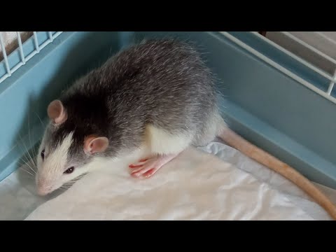 Видео: ИНСУЛЬТ, ПРИПАДОК, НЕРВНЫЙ СРЫВ, ЧТО ЭТО??!! БОНЕЧКЕ ПЛОХО 😢