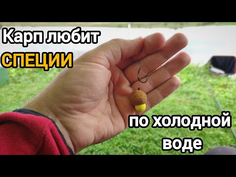 Видео: Карп любит специи по холодной воде Ловим карпа осенью 2024 #рыбалка #fishing #донка #карп #carps