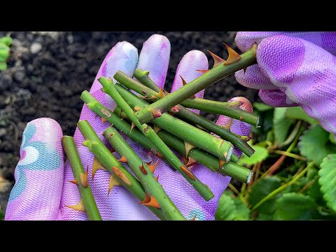 Видео: САМОЕ ПОЗДНЕЕ УСПЕШНОЕ ОСЕННЕЕ ЧЕРЕНКОВАНИЕ РОЗ. Легко и просто.