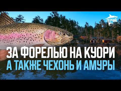 Видео: За форелью на куори, амуром на донец и чехонь! ● Русская рыбалка 4 ● Перчик РР4