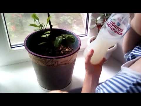 Видео: Лимон и щитовка!