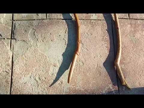 Видео: Саженцы хурмы - Как отличить дикую от культурной? 