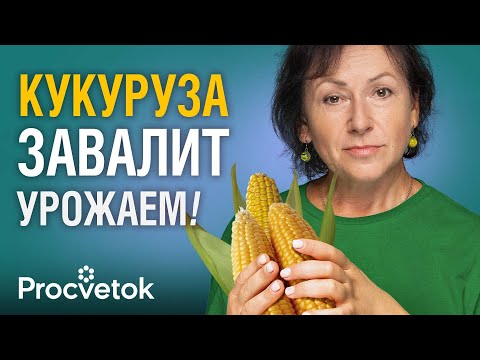 Видео: ВСЁ, ЧТО НУЖНО ЗНАТЬ О КУКУРУЗЕ, чтобы получить море сладких початков! Как сажать, чем подкормить