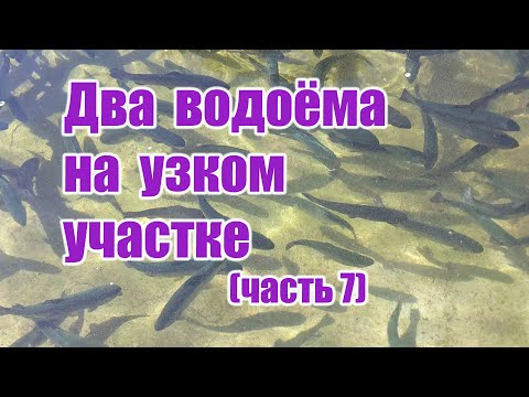 Видео: Два водоёма на узком участке (часть7)